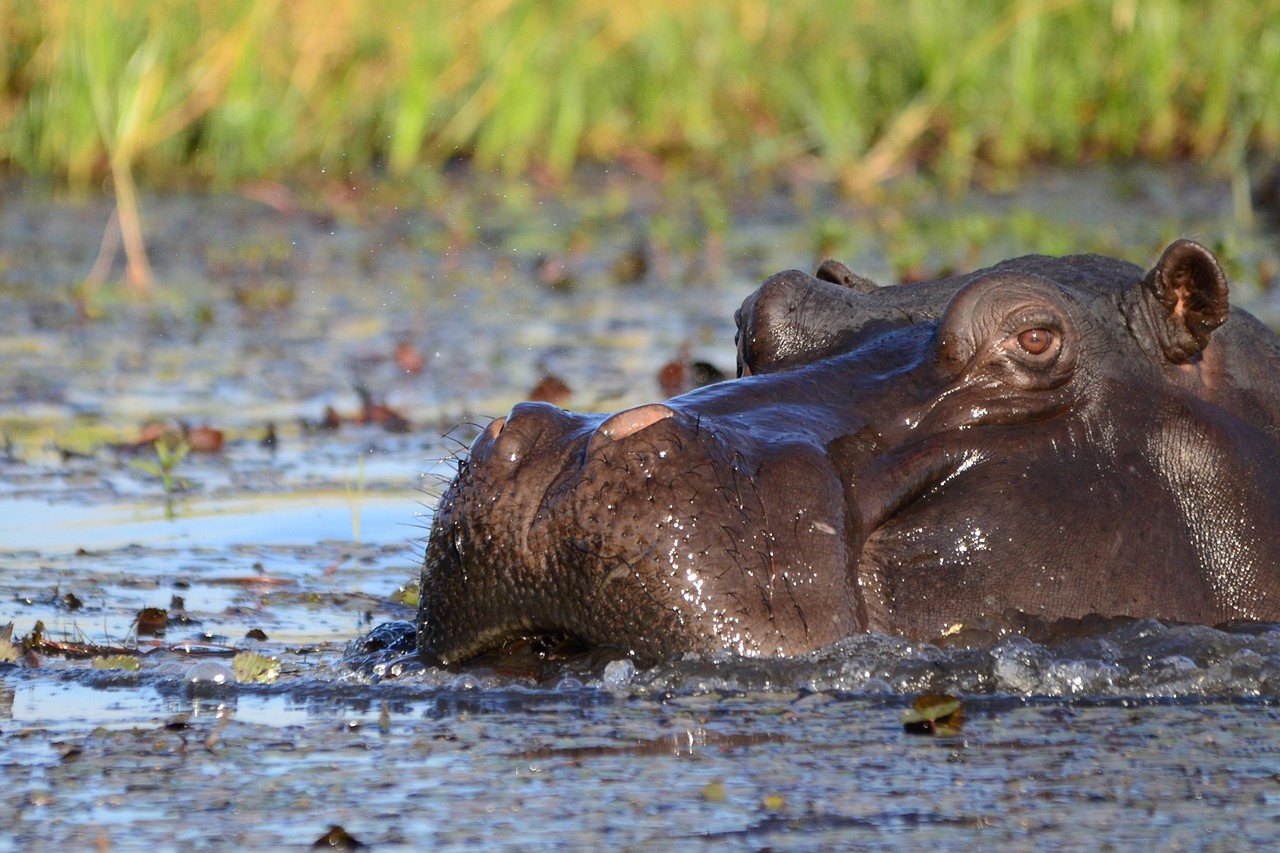hippopotamus, hippo, mammal-1652902.jpg