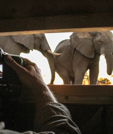 Close-up-photography-safari-experiences-hwange-africa-hidden-gems-1200×900 Close-up-photography-safari-experiences-hwange-africa-hidden-gems-1200x900