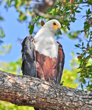 bird-nature-wildlife-3334653 bird, nature, wildlife-3334653.jpg