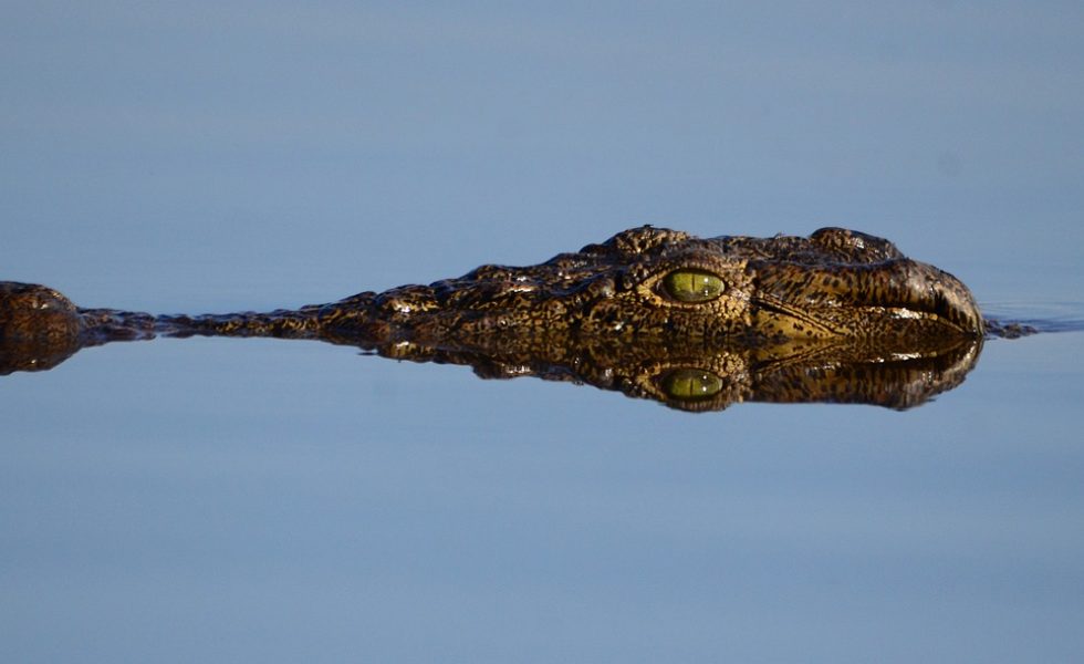 botswana-crocodile-reflection-1652901 botswana, crocodile, reflection-1652901.jpg