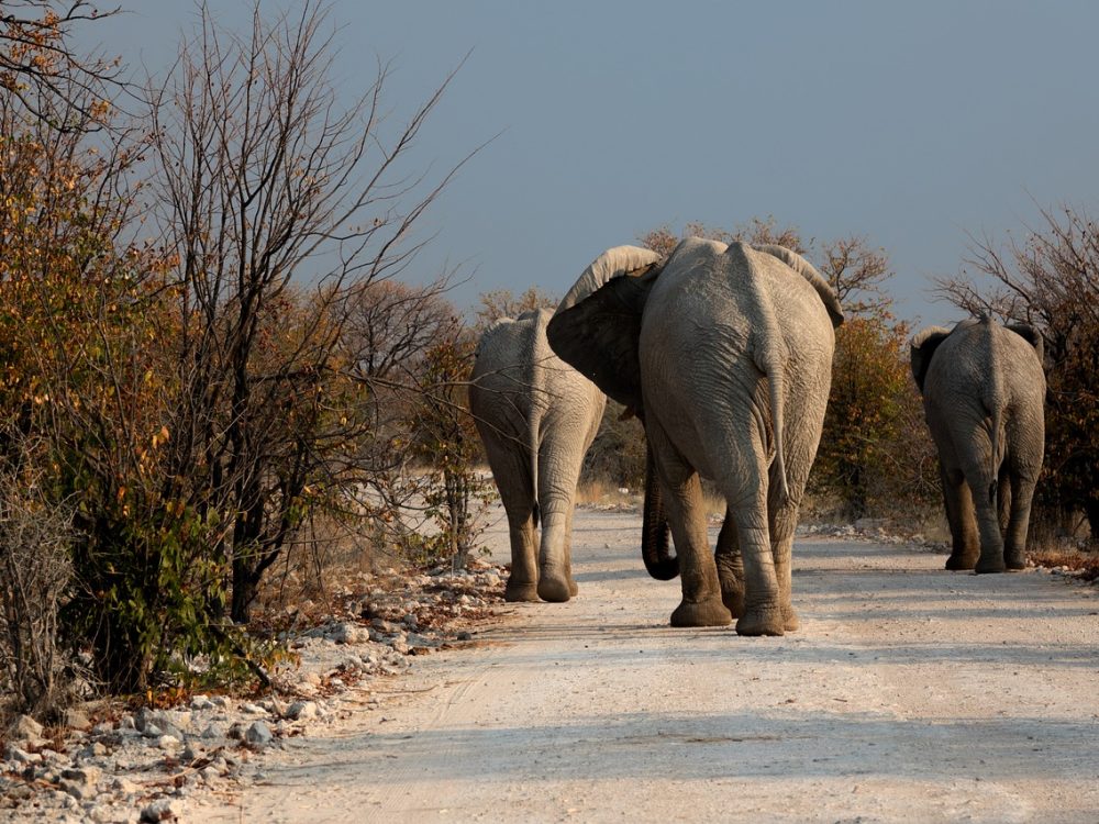 elephants-botswana-wilderness-1915659 elephants, botswana, wilderness-1915659.jpg