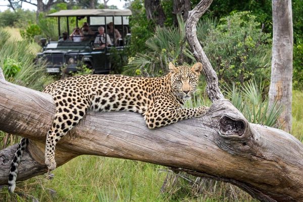 moremi-game-drive-leopard moremi-game-drive-leopard